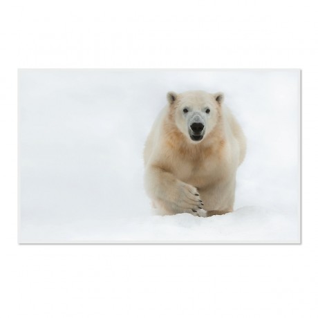 CALVENDO Puzzle CALVENDO Puzzle Emotionale Momente: Der Eisbar. \/ CH-Version Пазл CALVENDO Пазл Эмоциональные моменты: ледяной бар. \/ версия CH