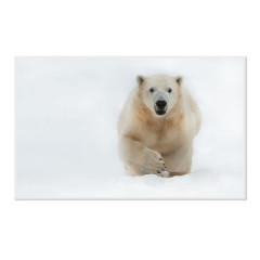 CALVENDO Puzzle CALVENDO Puzzle Emotionale Momente: Der Eisbar. \/ CH-Version Пазл CALVENDO Пазл Эмоциональные моменты: ледяной бар. \/ версия CH