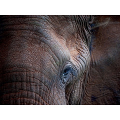 CALVENDO Puzzle CALVENDO Puzzle Das Portrait eines Elefanten. Пазл CALVENDO Пазл Портрет слона.