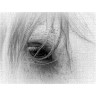 CALVENDO Puzzle CALVENDO Puzzle Emotionale Momente: Weisse Pferde in schwarzweiss. Пазл CALVENDO Пазл Эмоциональные моменты: белые лошади в черно-белом.