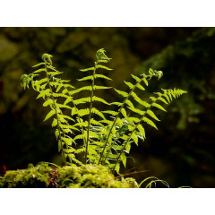 CALVENDO Puzzle CALVENDO Puzzle Lichthungrig Пазл CALVENDO Puzzle Hungry for light