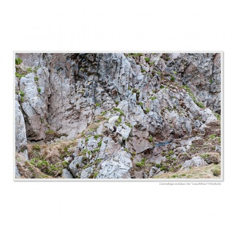 CALVENDO Puzzle CALVENDO Puzzle Emotionale Momente: Die Tierwelt der Arktis \/ CH-Version Пазл CALVENDO Puzzle Emotional Moments: The Animal World of the Arctic / CH version