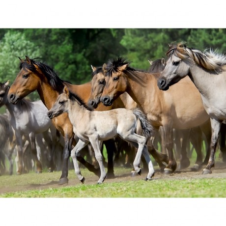 CALVENDO Puzzle CALVENDO Puzzle Dulmener Wildpferde Herde mit Fohlen im Trab Пазл CALVENDO Puzzle Dulmen стадо диких лошадей с жеребятами