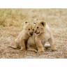 CALVENDO Puzzle CALVENDO Puzzle Emotionale Momente: Lowenbabys Пазл CALVENDO Puzzle Эмоциональные моменты: Львята