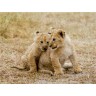 CALVENDO Puzzle CALVENDO Puzzle Emotionale Momente: Lowenbabys Пазл CALVENDO Puzzle Эмоциональные моменты: Львята