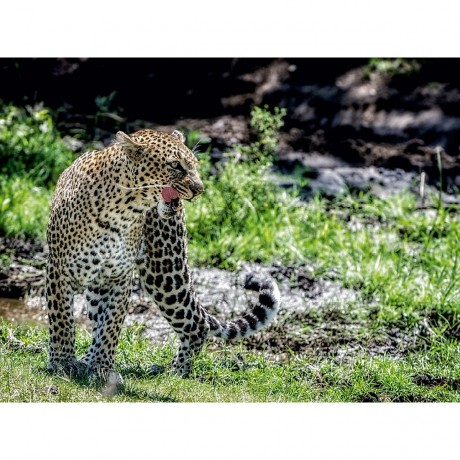 CALVENDO Puzzle CALVENDO Puzzle Leopard Пазл CALVENDO Пазл Леопард