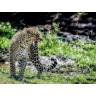 CALVENDO Puzzle CALVENDO Puzzle Leopard Пазл CALVENDO Пазл Леопард