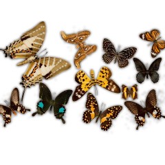 CALVENDO Puzzle CALVENDO Puzzle Schmetterlinge Пазл CALVENDO Пазл бабочки