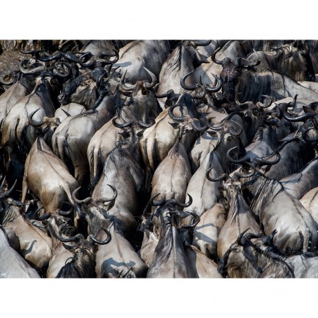 CALVENDO Puzzle CALVENDO Puzzle Emotionale Momente: Die grosse Gnuwanderung Пазл CALVENDO Puzzle Эмоциональные моменты: Великая миграция антилоп гну