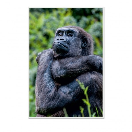 CALVENDO Puzzle CALVENDO Puzzle Emotionale Momente: Aus dem Leben der Familie Gorilla. \/ CH-Version Пазл CALVENDO Пазл Эмоциональные моменты: Из жизни семьи горилл. \/ версия CH