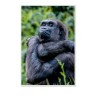 CALVENDO Puzzle CALVENDO Puzzle Emotionale Momente: Aus dem Leben der Familie Gorilla. \/ CH-Version Пазл CALVENDO Пазл Эмоциональные моменты: Из жизни семьи горилл. \/ версия CH