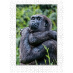 CALVENDO Puzzle CALVENDO Puzzle Emotionale Momente: Aus dem Leben der Familie Gorilla. \/ CH-Version Пазл CALVENDO Пазл Эмоциональные моменты: Из жизни семьи горилл. \/ версия CH