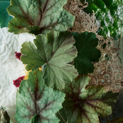 Molton Brown Geranium Nefertum Body Lotion  Лосьон для тела Geranium Nefertum