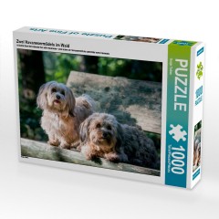 CALVENDO Puzzle CALVENDO Puzzle Zwei Havanesermadels im Wald Пазл CALVENDO Puzzle Две гаванские девушки в лесу