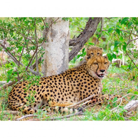 CALVENDO Puzzle CALVENDO Puzzle Gepard mit Nachwuchs Пазл CALVENDO Пазл гепард с потомством