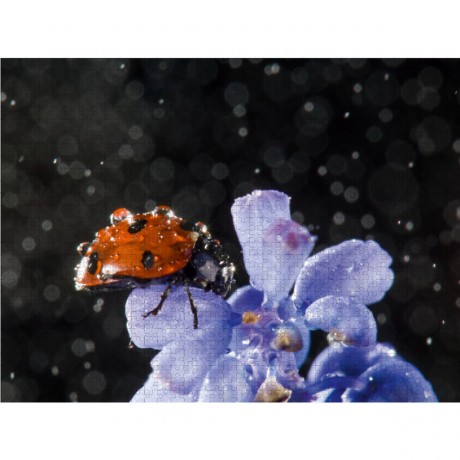 CALVENDO Puzzle CALVENDO Puzzle Marienkafer Пазл CALVENDO Пазл Божья коровка