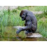 CALVENDO Puzzle CALVENDO Puzzle Gorilla Пазл CALVENDO Puzzle Горилла