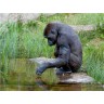 CALVENDO Puzzle CALVENDO Puzzle Gorilla Пазл CALVENDO Puzzle Горилла