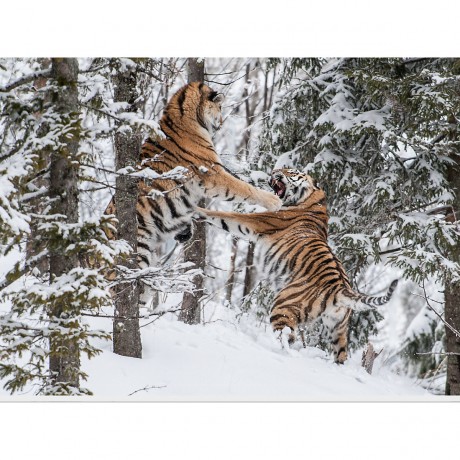 CALVENDO Puzzle CALVENDO Puzzle Emotionale Momente: Tiger Пазл CALVENDO Puzzle Эмоциональные моменты: тигр