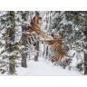 CALVENDO Puzzle CALVENDO Puzzle Emotionale Momente: Tiger Пазл CALVENDO Puzzle Эмоциональные моменты: тигр