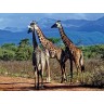 CALVENDO Puzzle CALVENDO Puzzle Giraffen. Faszinierende Wildtiere Afrikas Пазл CALVENDO Пазл жирафы. Завораживающая дикая природа Африки