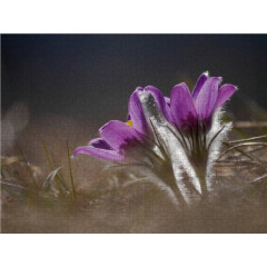 CALVENDO Puzzle CALVENDO Puzzle Kuchenschelle Пазл CALVENDO Зажим для торта-пазла