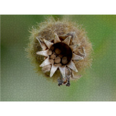 CALVENDO Puzzle CALVENDO Puzzle Gut versteckt Пазл CALVENDO Puzzle Хорошо спрятан