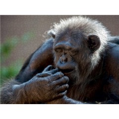 CALVENDO Puzzle CALVENDO Puzzle Schimpanse Пазл CALVENDO Пазл Шимпанзе