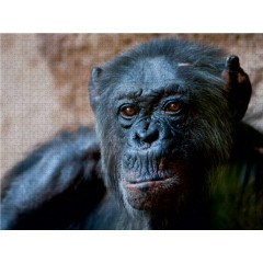 CALVENDO Puzzle CALVENDO Puzzle Schimpanse Пазл CALVENDO Пазл Шимпанзе