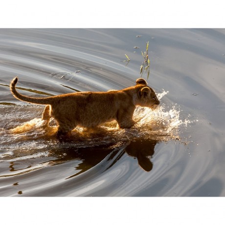 CALVENDO Puzzle CALVENDO Puzzle Lowenbaby Пазл CALVENDO Puzzle лев малыш