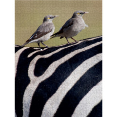 CALVENDO Puzzle CALVENDO Puzzle Lappenstare auf Zebrarucken Пазл CALVENDO Puzzle Скворцы на спине зебры