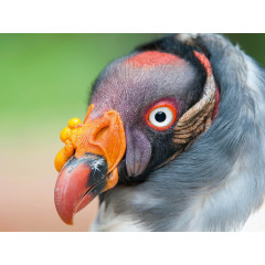 CALVENDO Puzzle CALVENDO Puzzle Konigsgeier Пазл CALVENDO Пазл королевский гриф