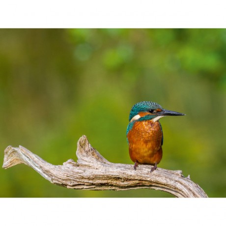 CALVENDO Puzzle CALVENDO Puzzle Eisvogel (Alcedo atthis) Пазл CALVENDO Puzzle Kingfisher (Alcedo atthis)