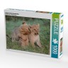 CALVENDO Puzzle CALVENDO Puzzle Liebenswerte Lowenbabys Пазл CALVENDO Puzzle Очаровательные львята