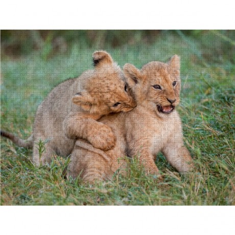 CALVENDO Puzzle CALVENDO Puzzle Liebenswerte Lowenbabys Пазл CALVENDO Puzzle Очаровательные львята