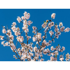 CALVENDO Puzzle CALVENDO Puzzle Emotionale Momente: Mandeln Пазл CALVENDO Puzzle Эмоциональные моменты: Миндаль