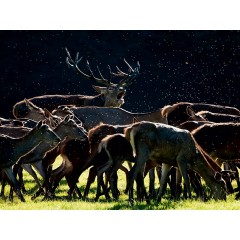 CALVENDO Puzzle CALVENDO Puzzle Emotionale Momente: Hirschbrunft. Part III. Пазл CALVENDO Пазл Эмоциональные моменты: Оленья гонка. Часть 3