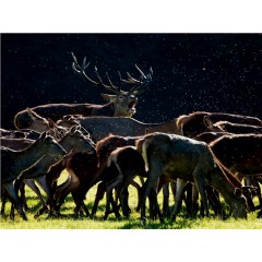 CALVENDO Puzzle CALVENDO Puzzle Emotionale Momente: Hirschbrunft. Part III. Пазл CALVENDO Пазл Эмоциональные моменты: Оленья гонка. Часть 3