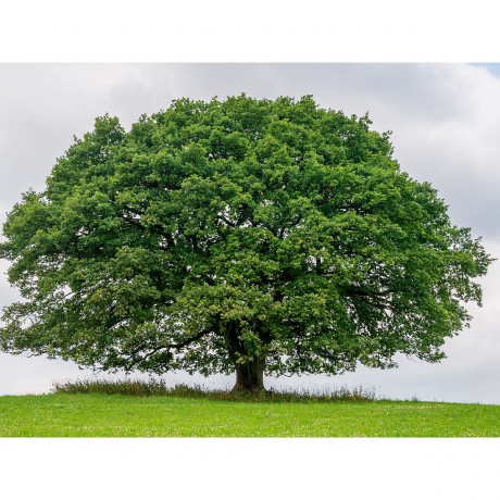 CALVENDO Puzzle CALVENDO Puzzle Eiche in den vier Jahreszeiten. Пазл CALVENDO Пазл Дуб в четыре сезона.