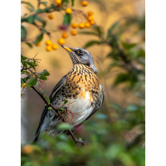 CALVENDO Puzzle CALVENDO Puzzle Die Wacholderdrossel Пазл CALVENDO Puzzle Рябинник