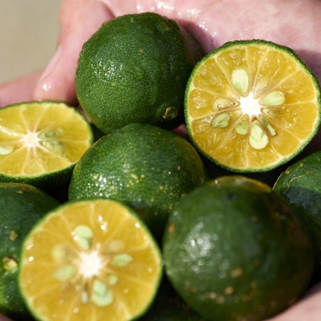 Shiseido WASO Shikulime Color Control Oil-Free Moisturizer Spf30  Shikulime Color Control безмасляный увлажняющий крем SPF30