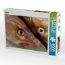 CALVENDO Puzzle CALVENDO Puzzle Kabeljau Пазл CALVENDO Пазл треска