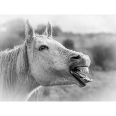 CALVENDO Puzzle CALVENDO Puzzle Emotionale Momente: Weisse Pferde in schwarzweiss. Пазл CALVENDO Пазл Эмоциональные моменты: белые лошади в черно-белом.