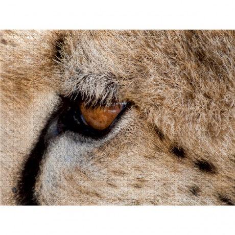 CALVENDO Puzzle CALVENDO Puzzle Die Gepardenaugen sind extrem scharfsichtig. Beute wird uber hunderte von Metern erspaht. Пазл CALVENDO Puzzle Глаза гепарда очень острые. Добычу замечают за сотни метров.