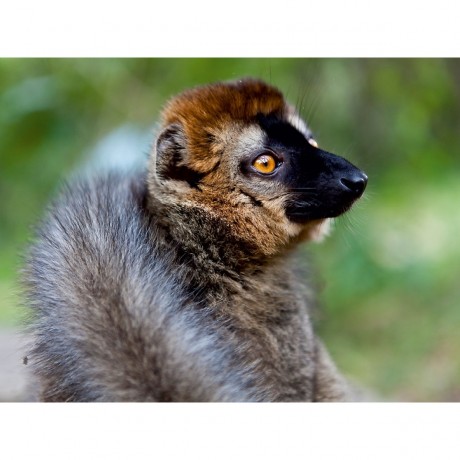 CALVENDO Puzzle CALVENDO Puzzle Brauner Lemur (Eulemur fulvus) Пазл CALVENDO Puzzle Бурый лемур (Eulemur fulvus)