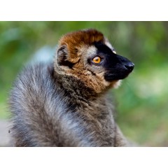 CALVENDO Puzzle CALVENDO Puzzle Brauner Lemur (Eulemur fulvus) Пазл CALVENDO Puzzle Бурый лемур (Eulemur fulvus)