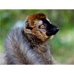 CALVENDO Puzzle CALVENDO Puzzle Brauner Lemur (Eulemur fulvus) Пазл CALVENDO Puzzle Бурый лемур (Eulemur fulvus)
