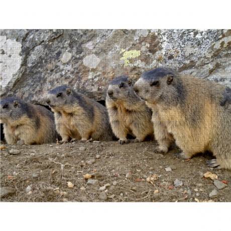 CALVENDO Puzzle CALVENDO Puzzle Verspielte Murmeltiere Пазл CALVENDO Puzzle Игривые сурки