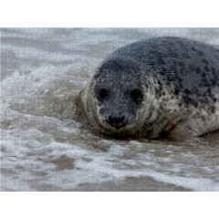 CALVENDO Puzzle CALVENDO Puzzle Seehund auf Helgolands Dune Пазл CALVENDO Puzzle Seal on Helgolands Dune