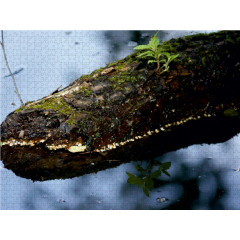 CALVENDO Puzzle CALVENDO Puzzle Das Krokodil vom Eselweiher Пазл CALVENDO Puzzle Крокодил из ослиного пруда